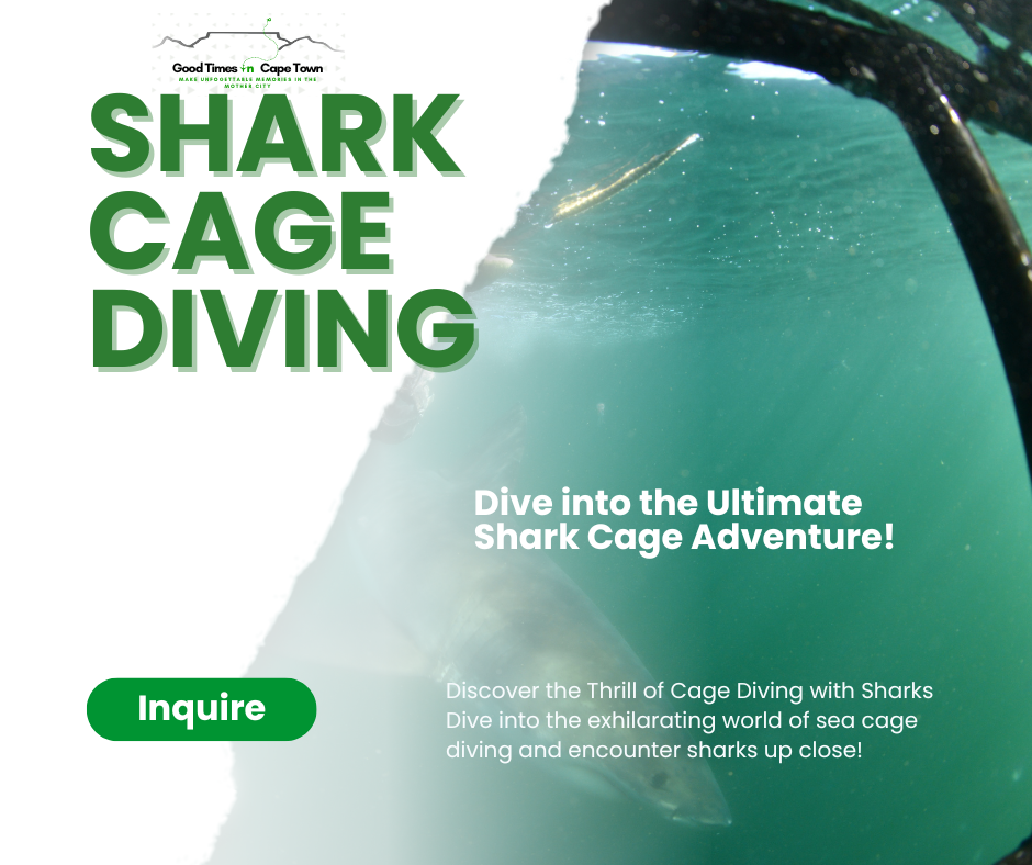 🦈 Shark Cage Diving - Image 19