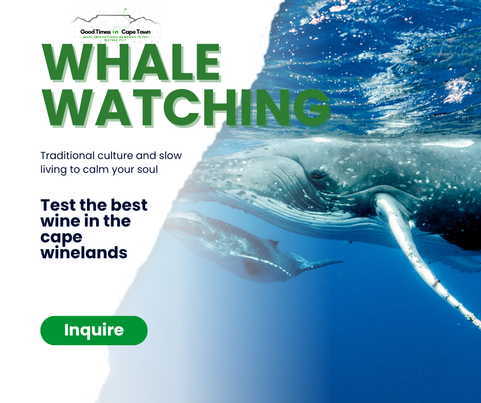 🐋 Whale Watching Private Tour - Image 18